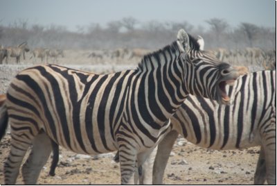 etosha2008bild054.jpg