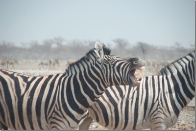etosha2008bild055.jpg