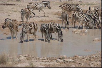 etosha2008bild056.jpg