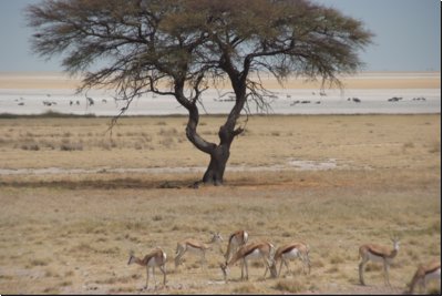 etosha2008bild057.jpg