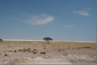 etosha2008bild058.jpg