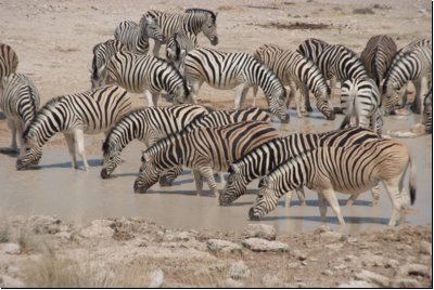 etosha2008bild059.jpg