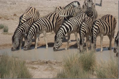 etosha2008bild061.jpg