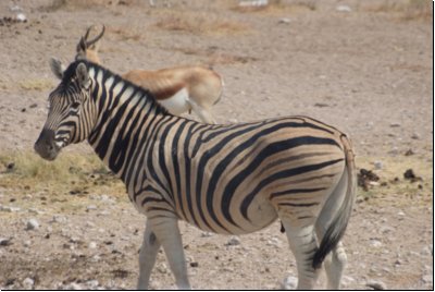 etosha2008bild062.jpg