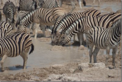 etosha2008bild063.jpg