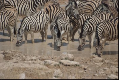 etosha2008bild064.jpg