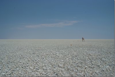 etosha2008bild071.jpg