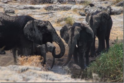 etosha2008bild073.jpg