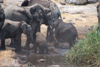 etosha2008bild074.jpg