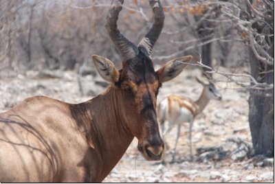 etosha2008bild075.jpg