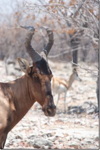 etosha2008bild076.jpg
