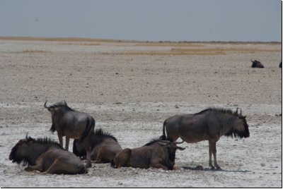 etosha2008bild077.jpg