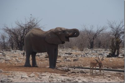 etosha2008bild078.jpg
