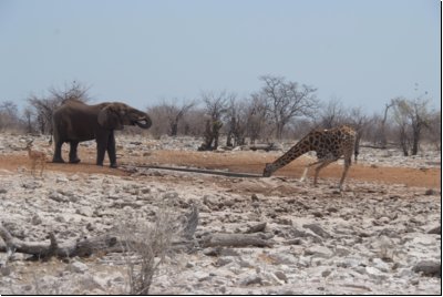 etosha2008bild079.jpg