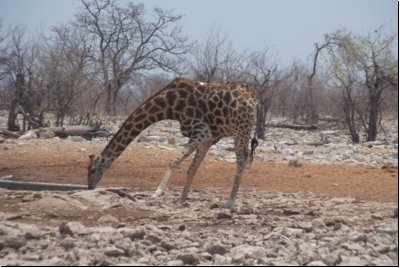 etosha2008bild080.jpg
