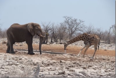 etosha2008bild081.jpg
