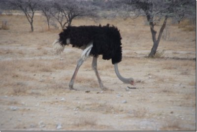 etosha2008bild086.jpg
