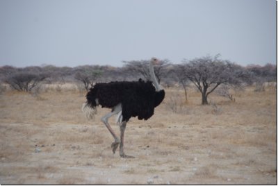 etosha2008bild087.jpg