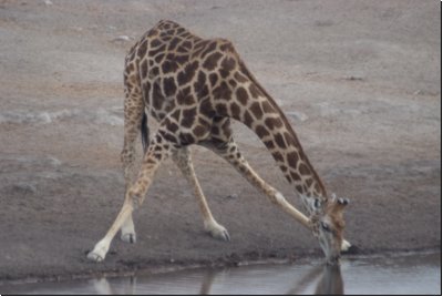 etosha2008bild091.jpg