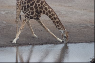 etosha2008bild092.jpg