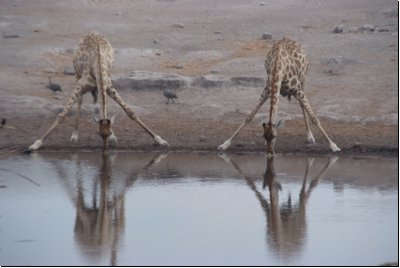 etosha2008bild093.jpg