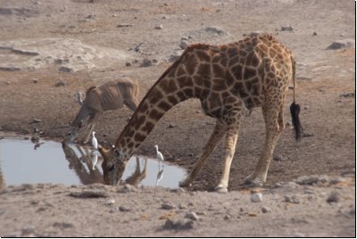 etosha2008bild095.jpg