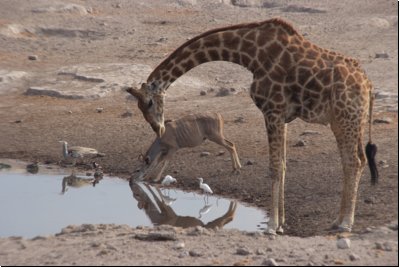 etosha2008bild096.jpg
