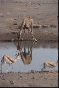 etosha2008bild097.jpg
