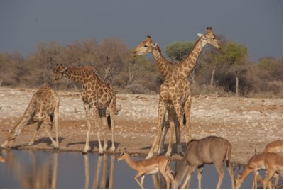 etosha2008bild102.jpg