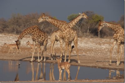 etosha2008bild103.jpg
