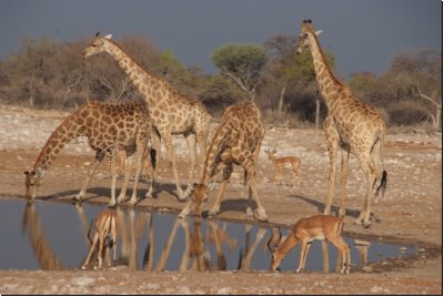 etosha2008bild104.jpg