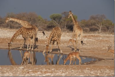 etosha2008bild105.jpg