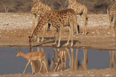 etosha2008bild106.jpg