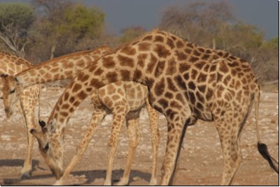 etosha2008bild108.jpg