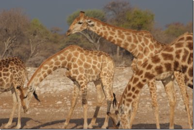 etosha2008bild109.jpg