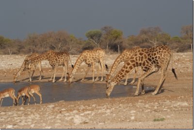 etosha2008bild111.jpg