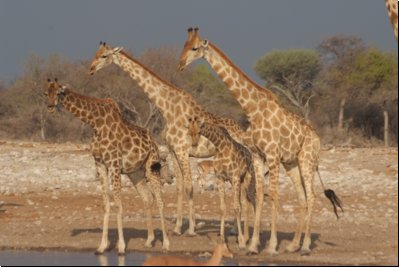 etosha2008bild112.jpg