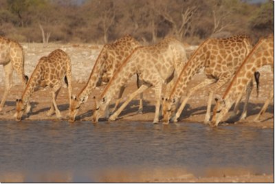 etosha2008bild113.jpg