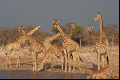 etosha2008bild114.jpg