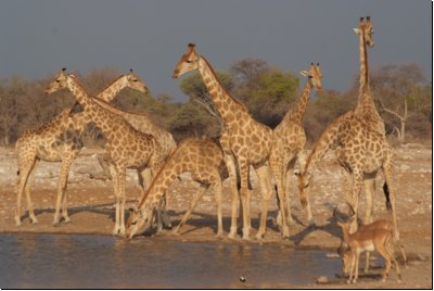 etosha2008bild115.jpg