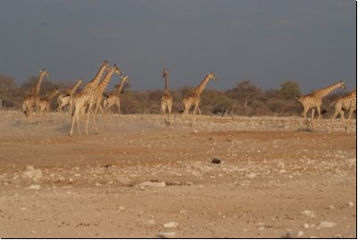 etosha2008bild116.jpg