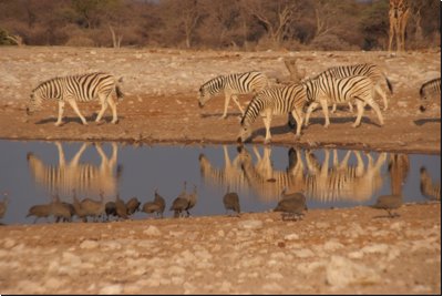 etosha2008bild117.jpg