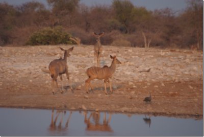 etosha2008bild120.jpg