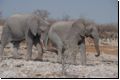 etosha2008bild005.jpg