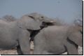 etosha2008bild006.jpg