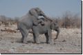 etosha2008bild007.jpg