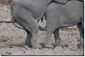 etosha2008bild009.jpg