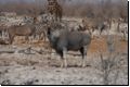 etosha2008bild010.jpg