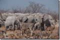 etosha2008bild011.jpg