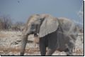 etosha2008bild012.jpg